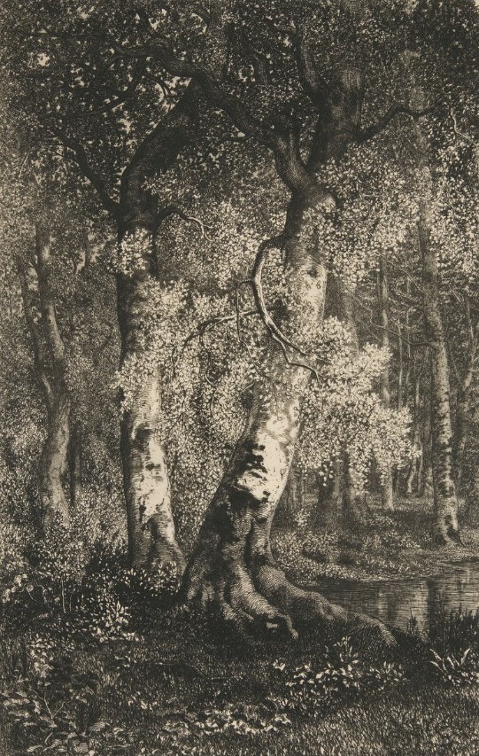 The Beeches